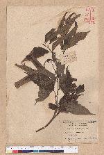 Castanopsis formosana (Skan) Hayata 臺灣栲