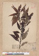 Lithocarpus amygdalifolius (Skan ex Forbes & Hemsl.) Hayata 杏葉石櫟