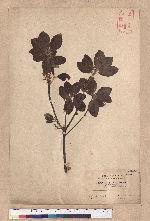 Quercus phillyraeoides A. Gray