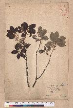 Quercus phillyraeoides A. Gray
