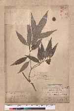 Cyclobalanopsis stenophylloides (Hayata) Kudo & Masamune ex Kudo 狹葉高山櫟