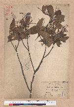 Castanopsis longicardata Kaneh. et Hatus 長尾尖錐栗