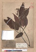 Castanopsis kawakamii Hayata 大葉苦櫧