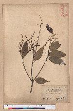 Castanopsis brachycaneta Hayata