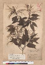 Castanopsis stipitata (Hay.) Kaneh. et Hatsu. 單刺櫧