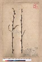 Quercus variabilis Blume 栓皮櫟