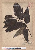 Quercus variabilis Blume 栓皮櫟