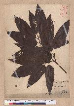 Quercus variabilis Blume 栓皮櫟