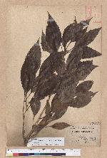 Cyclobalanopsis repandaefolia (Liao) Liao 波緣葉櫟
