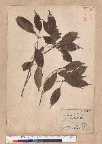 Quercus variabilis Blume 栓皮櫟