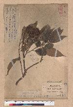 Castanopsis kusanoi Hayata 細刺苦櫧