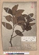 Castanopsis kusanoi Hayata 細刺苦櫧