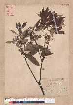 Quercus gilva Blume 赤皮