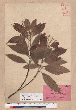 Pasania hancei (Benth.) Schott. var. arisanensis (Hayata) Liao 阿里山三斗石櫟