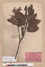 Pasania hancei (Benth.) Schott. var. arisanensis (Hayata) Liao 阿里山三斗石櫟