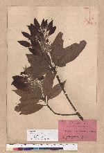 Pasania hancei (Benth.) Schott. var. arisanensis (Hayata) Liao 阿里山三斗石櫟