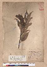 Castanopsis stellato-spina Hayata 星刺栲