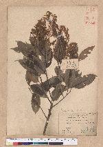 Castanopsis stellato-spina Hayata 星刺栲
