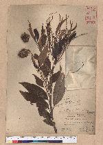 Castanopsis stellato-spina Hayata 星刺栲