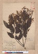 Castanopsis stellato-spina Hayata 星刺栲