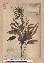 Castanopsis stellato-spina Hayata 星刺栲
