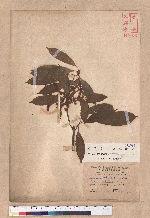 Cyclobalanopsis pachyloma (O. Seem.) Schott. 金斗椆
