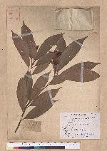 Cyclobalanopsis pachyloma (O. Seem.) Schott. 金斗椆