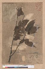 Castanopsis brachycaneta Hayata