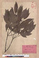 Cyclobalanopsis glauca (Thunb.) Oerst. 青剛櫟