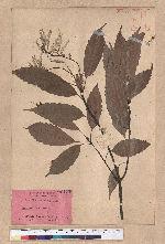 Cyclobalanopsis glauca (Thunb.) Oerst. 青剛櫟