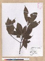 Machilus philippinense Merr. 霧社香楠