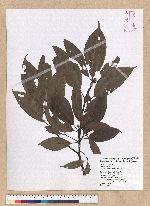 Machilus philippinense Merr. 霧社香楠