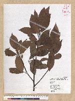 Machilus zuihoensis Hayata 香楠