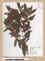 Machilus zuihoensis Hayata 香楠