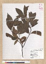 Machilus zuihoensis Hayata 香楠