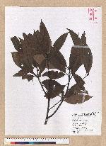 Machilus philippinense Merr. 霧社楨楠