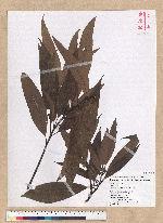 Machilus philippinense Merr. 霧社楨楠
