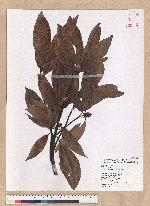 Machilus philippinense Merr. 霧社楨楠