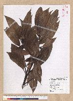 Machilus philippinense Merr. 霧社楨楠