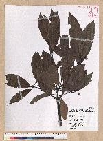 Machilus thunbergii Siebold & Zucc. 紅楠(豬腳楠)
