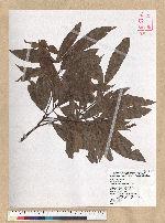 Machilus zuihoensis Hayata 香楠