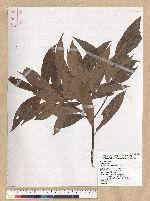Machilus zuihoensis Hayata 香楠