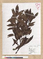 Machilus zuihoensis Hayata 香楠
