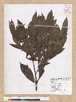 Machilus zuihoensis Hayata 香楠