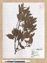 Machilus zuihoensis Hayata 香楠