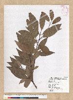 Machilus zuihoensis Hayata 香楠