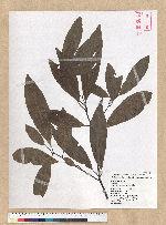 Machilus zuihoensis Hayata 香楠