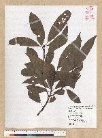 Machilus zuihoensis Hayata 香楠