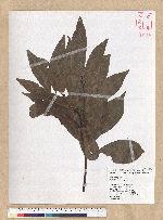 Machilus zuihoensis Hayata 香楠