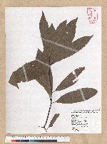 Machilus zuihoensis Hayata 香楠